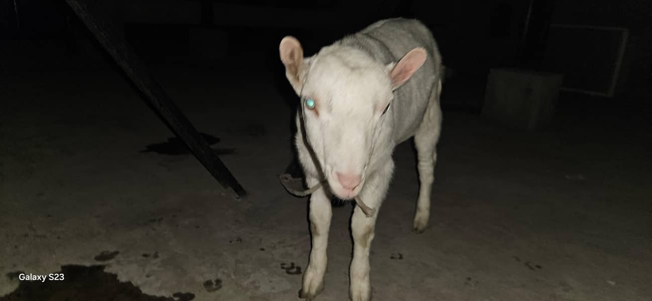 Good Bread & Unique Animals 4