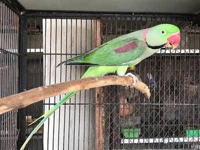 raw parrot male