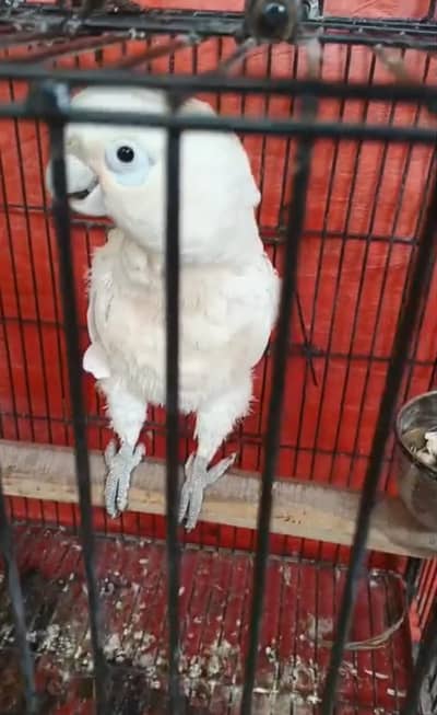 Title: Full Talking and Hand temp Bird, So Playfully Parrot and health