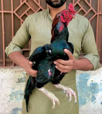 High quality breeder available exchange also possible