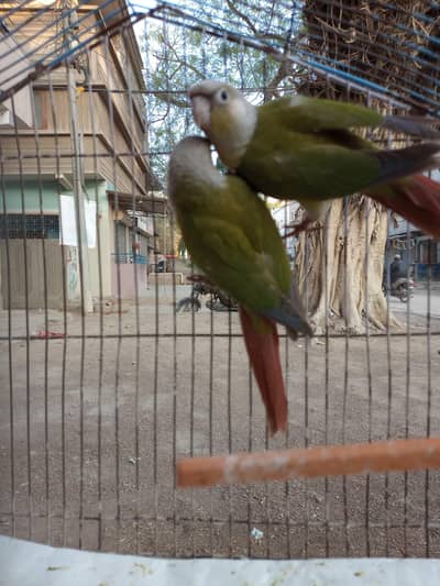 Sun conure & pineapple conure
