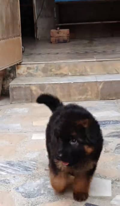German shepherd puppy for sale 0309=0097784