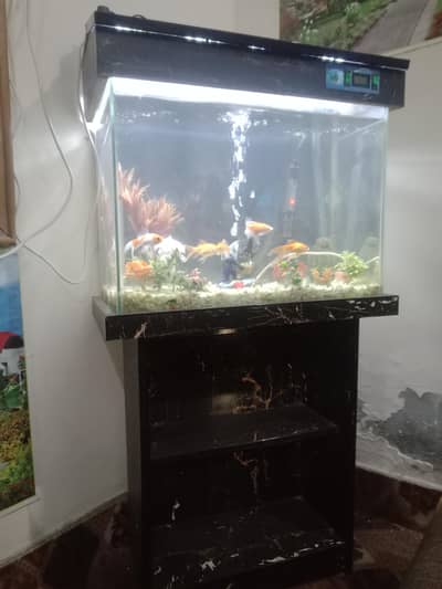 fish Aquarium and fishes.