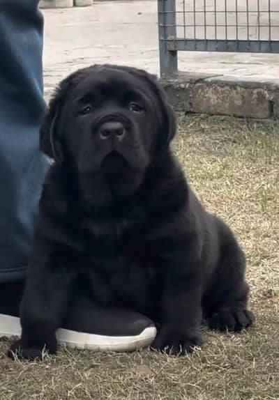 Labrador puppies 03425137217