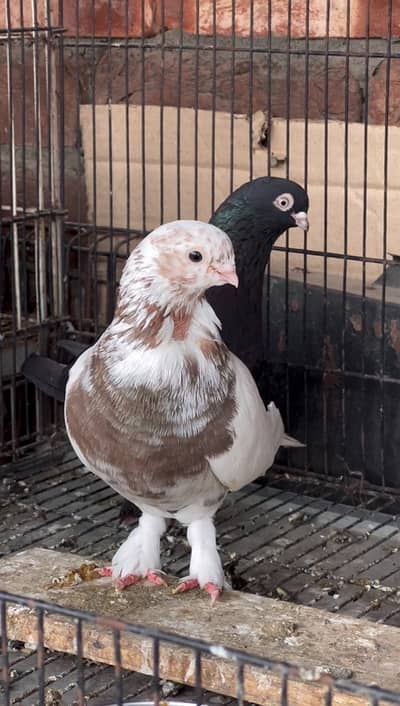 Fancy pigeon (Meddy) 03237015080