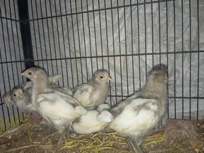 White Austrolop Heritage Chicks