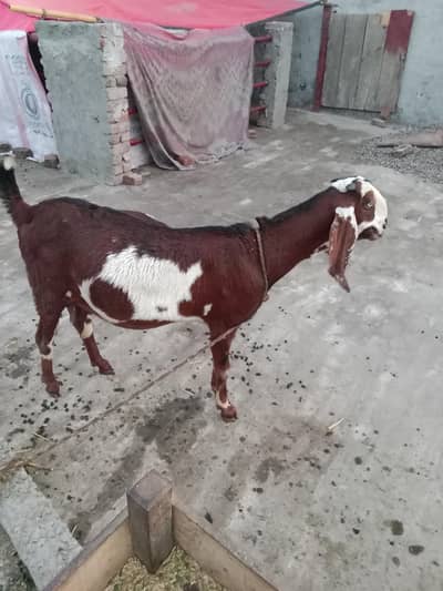 pure Desi ghee goat