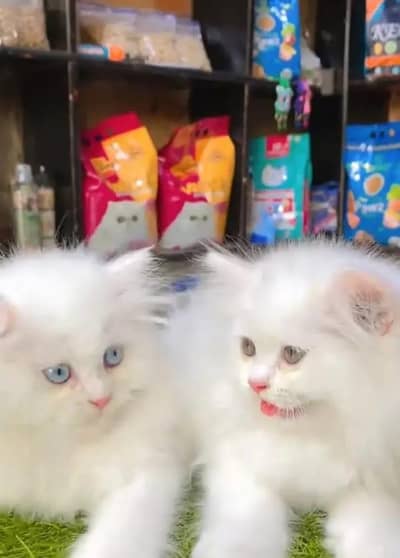Persian cat for sale my WhatsApp number  0324-12-95-120