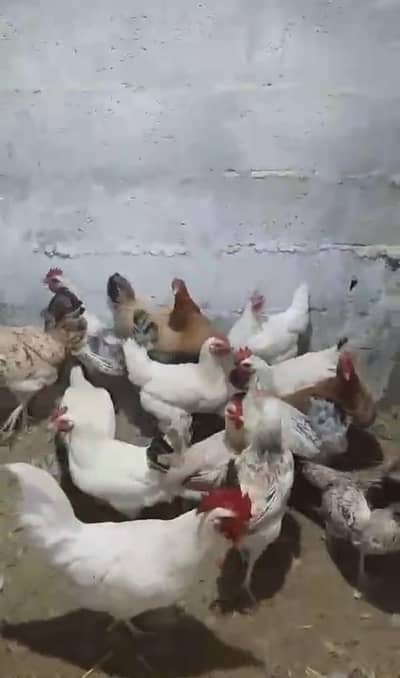 12 female and 2 male