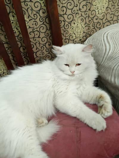 Triple coated Persian