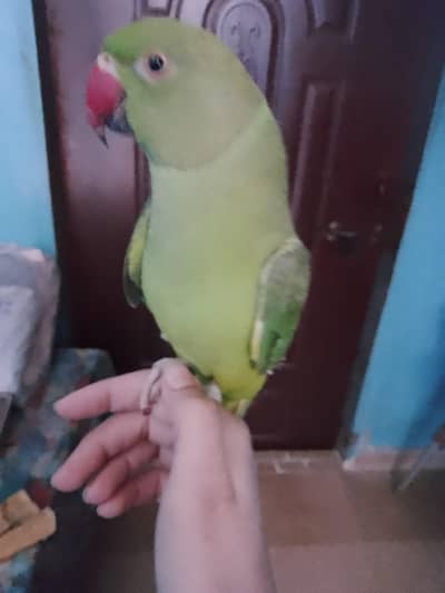 green ringneck parrot handtame hai  9000