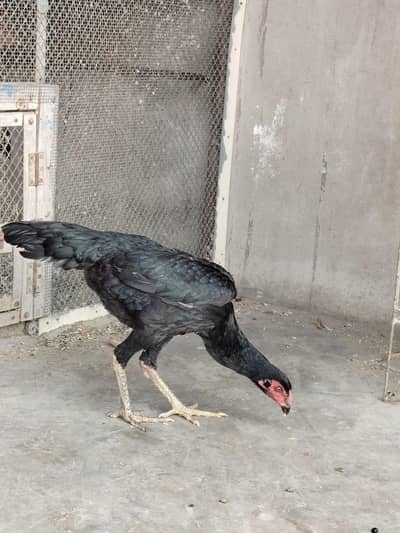 Japanese Black Shamo female