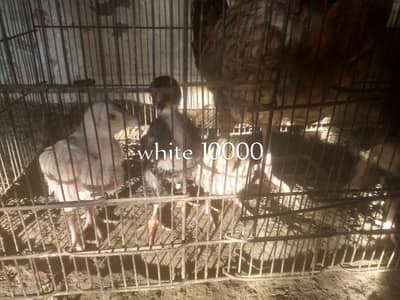 ASEEL WHITE HERA / BLACK HERA  /  EGGS  / CHICKS  /  FULL ACTIVE PAIR