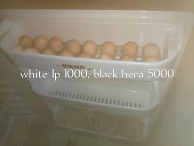 ASEEL WHITE HERA / BLACK HERA  /  EGGS  / CHICKS  /  FULL ACTIVE PAIR