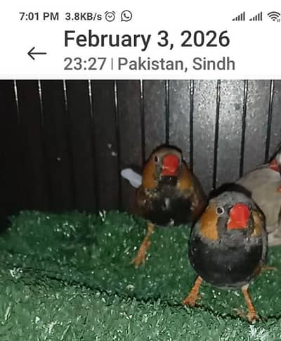 bb+bf= 1500 each,   1 bb+split BF 1k male Finches common male 500,