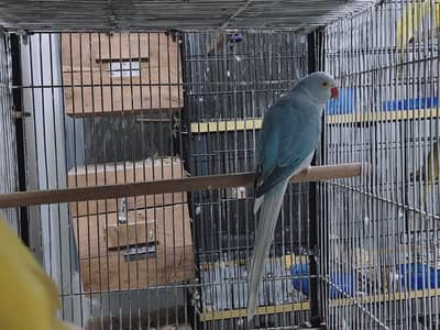 Blue Cleartail Breeder Female