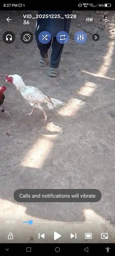 colour white nok nali white