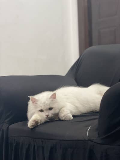 Persian male white