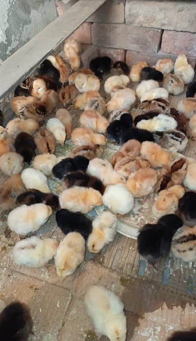 Desi Musri Silver Golden Chicks