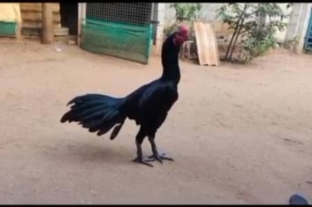 breed aseel heera my WhatsApp number03208016494