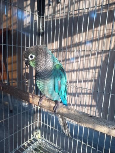 Blue turquoise conure pair available