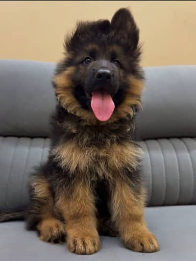 German Shepherd puppy | Long Coat puppies | Dog For Sale | GSD