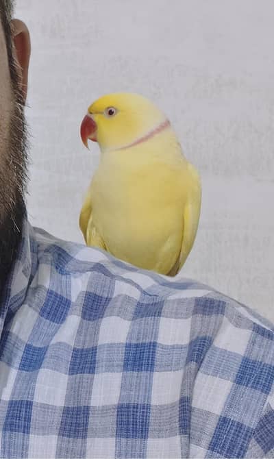 Yellow Ringneck Breeder Male