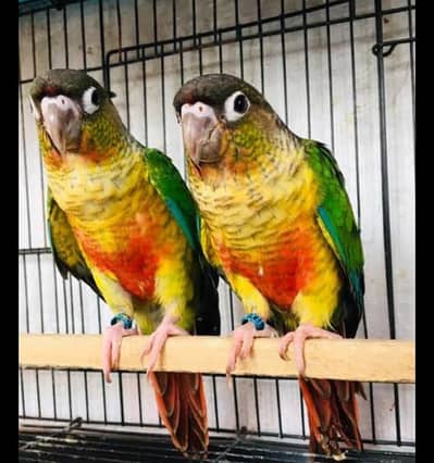 yellow sided conure high red factor  history wala pair for sale