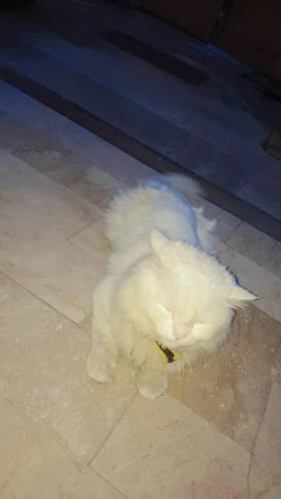 male cat  full active and playing cat breed ka liya bi ready hn