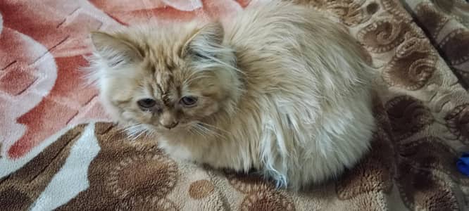 Persian Male Cat