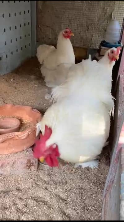 White bantam eggs