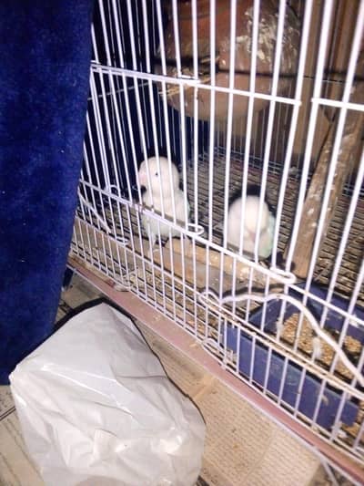 03007835589 WhatsApp lovebirds b2 pair and singing cocktail