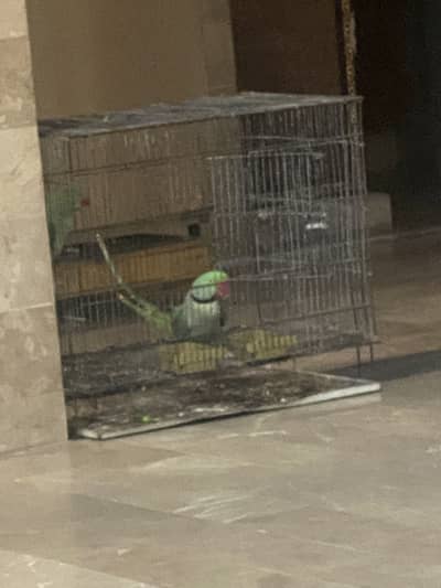 Pahari parrot