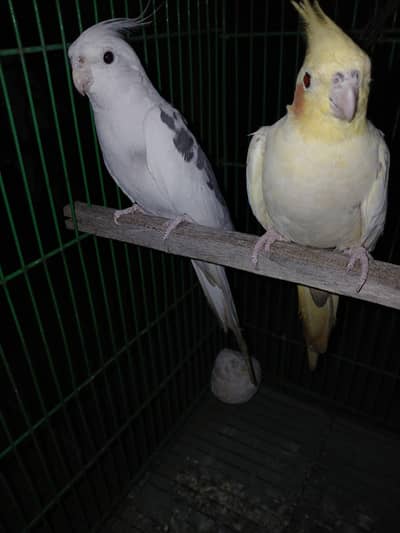 cocktail breedor pair and 02 cages
