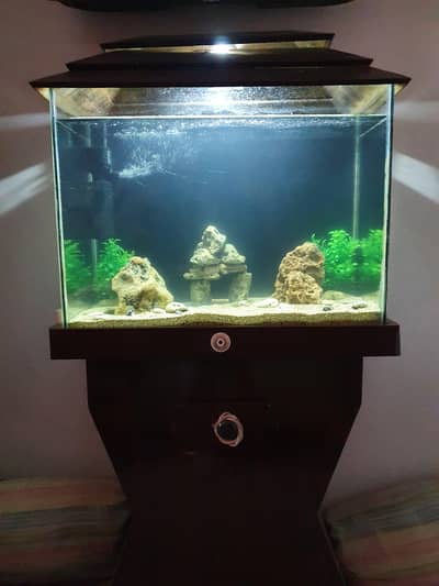 fish aquarium