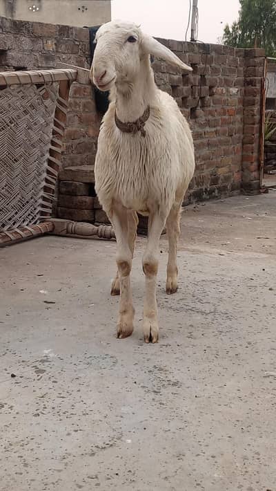 talagagi turki dumba