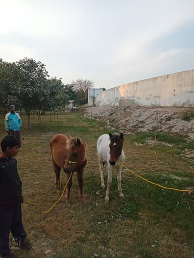 white female does not male