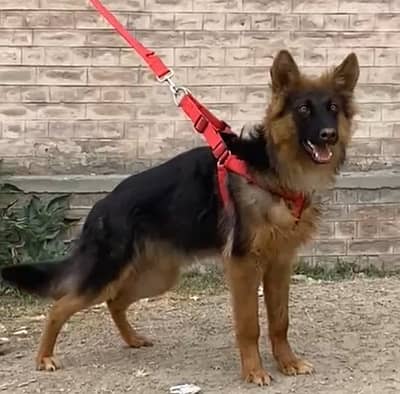long coat gsd German shepherd male available