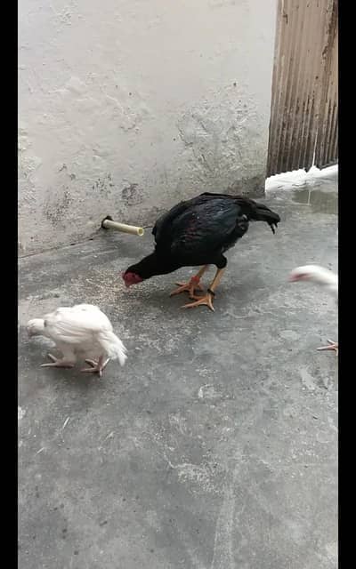 lakha patha mazbbot our achi height ma hy sirf  lene wale he rabta kry