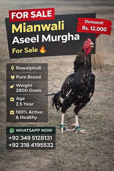 Pure Mianwali Aseel Murgha _ Active & Healthy