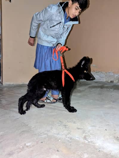 Black German shepherd puppy heavy bone vaccinated for new homes
