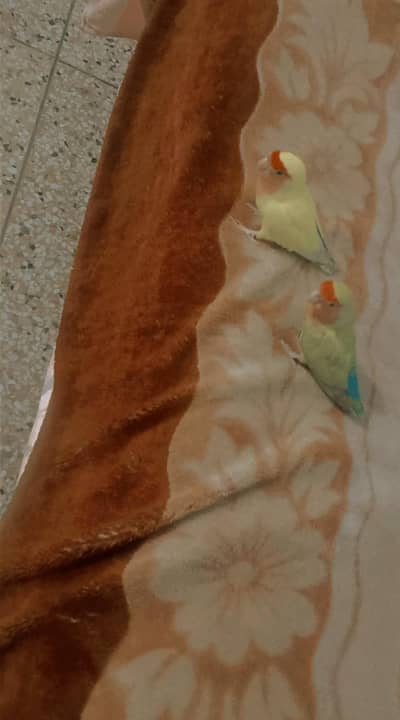 hand tame love birds(pair + their  1 months baby parrot)