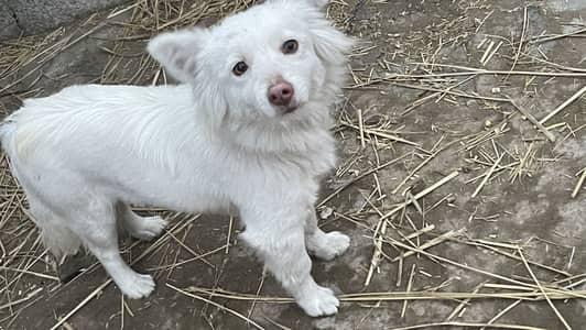 Russian single coated female