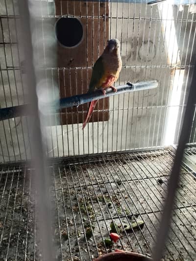 pineapple male green chick female