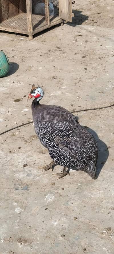 selling egg laying turkish hen