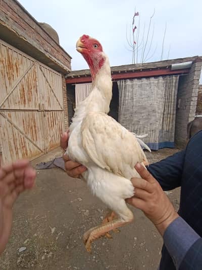 Top Quality Parrot beak female