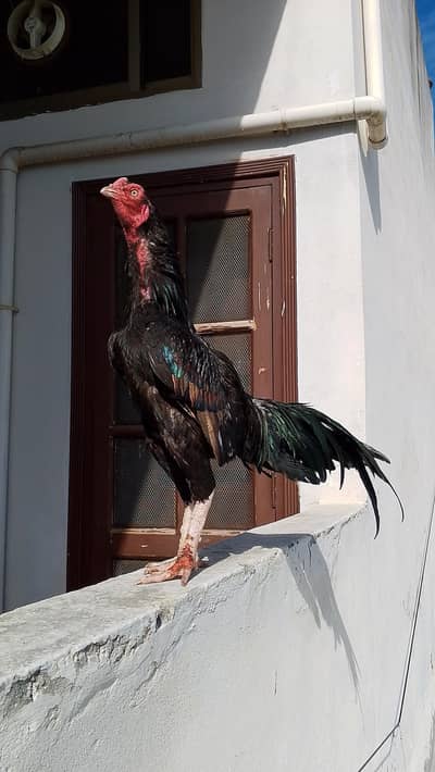 QUALITY MUSHKA YOUNG READY FOR SEASON