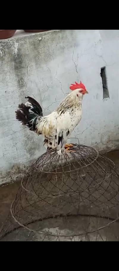 Fancy bantam miniflower