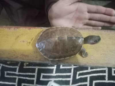 Turtle