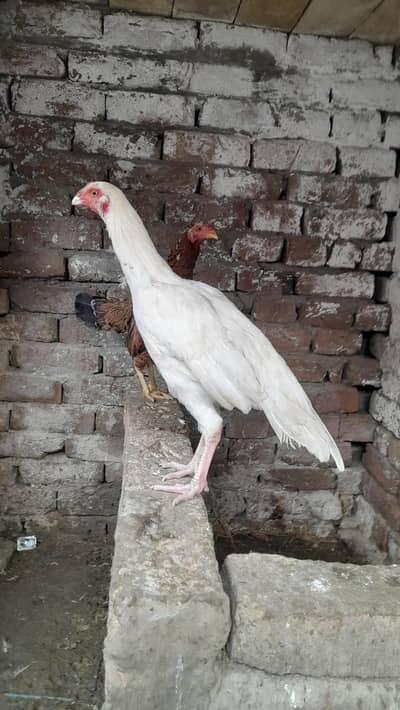 Pure White Aseel Rooster for Sale | Tall Height & Strong Body